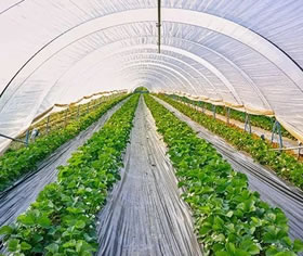 Agricultural-film-209